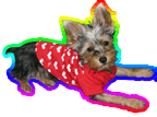 Picture of Mouse