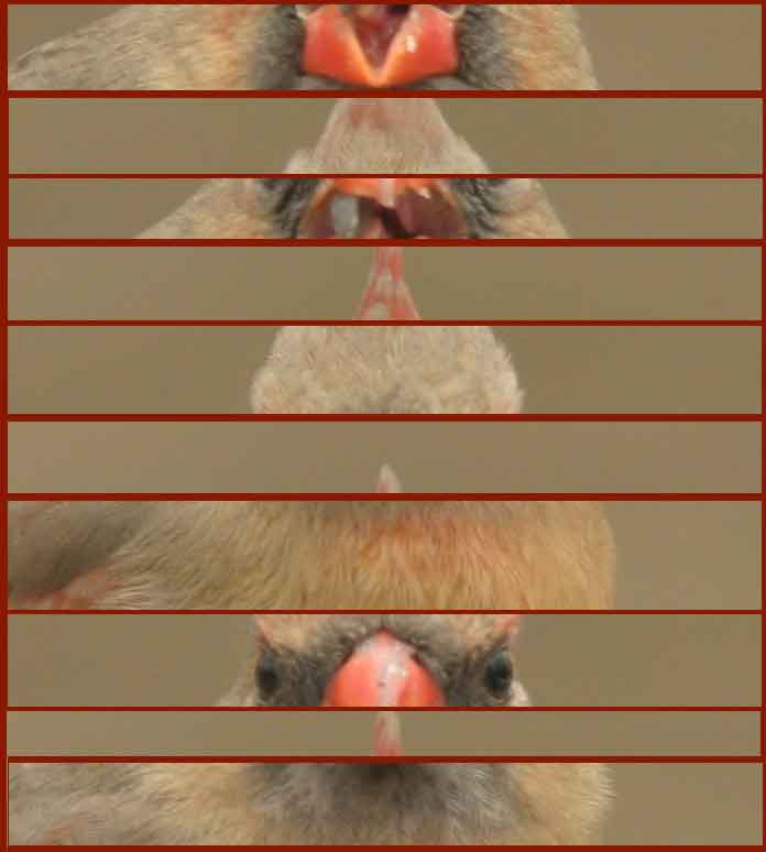 ScramBambled Picture-Click to UnScrambam